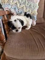 Little girl, a female Shih Tzu for sale in Mitchell, IN – 2 of 6