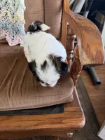 Little girl, a female Shih Tzu for sale in Mitchell, IN – 4 of 6