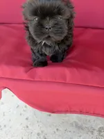 Black one, a female Shih Tzu for sale in Mitchell, IN – 3 of 4