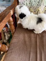 Black one, a male Shih Tzu for sale in Mitchell, IN – 4 of 5