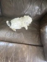 Little boy green, a male Shih Tzu for sale in Mitchell, IN – Photo 3 of 4