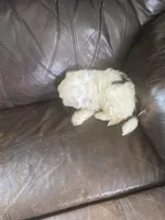 Little boy green, a male Shih Tzu for sale in Mitchell, IN – Photo 2 of 4