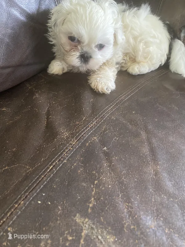 Little boy green – Shih Tzu puppy for sale in Mitchell, IN