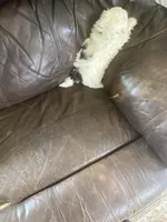 Little boy green, a male Shih Tzu for sale in Mitchell, IN – Photo 4 of 4