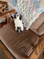 Little girl, a female Shih Tzu for sale in Mitchell, IN – 5 of 6