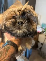 Little one, a male Shih Tzu for sale in Mitchell, IN – 2 of 7