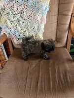 Brown girl, a female Shih Tzu for sale in Mitchell, IN – 3 of 6