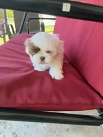 White one, a male Shih Tzu for sale in Mitchell, IN – 2 of 4