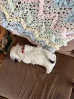 Red one, a male Shih Tzu for sale in Mitchell, IN – 3 of 6