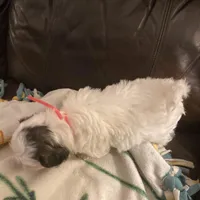 Boy pink one, a male Shih Tzu for sale in Mitchell, IN – Photo 2 of 5