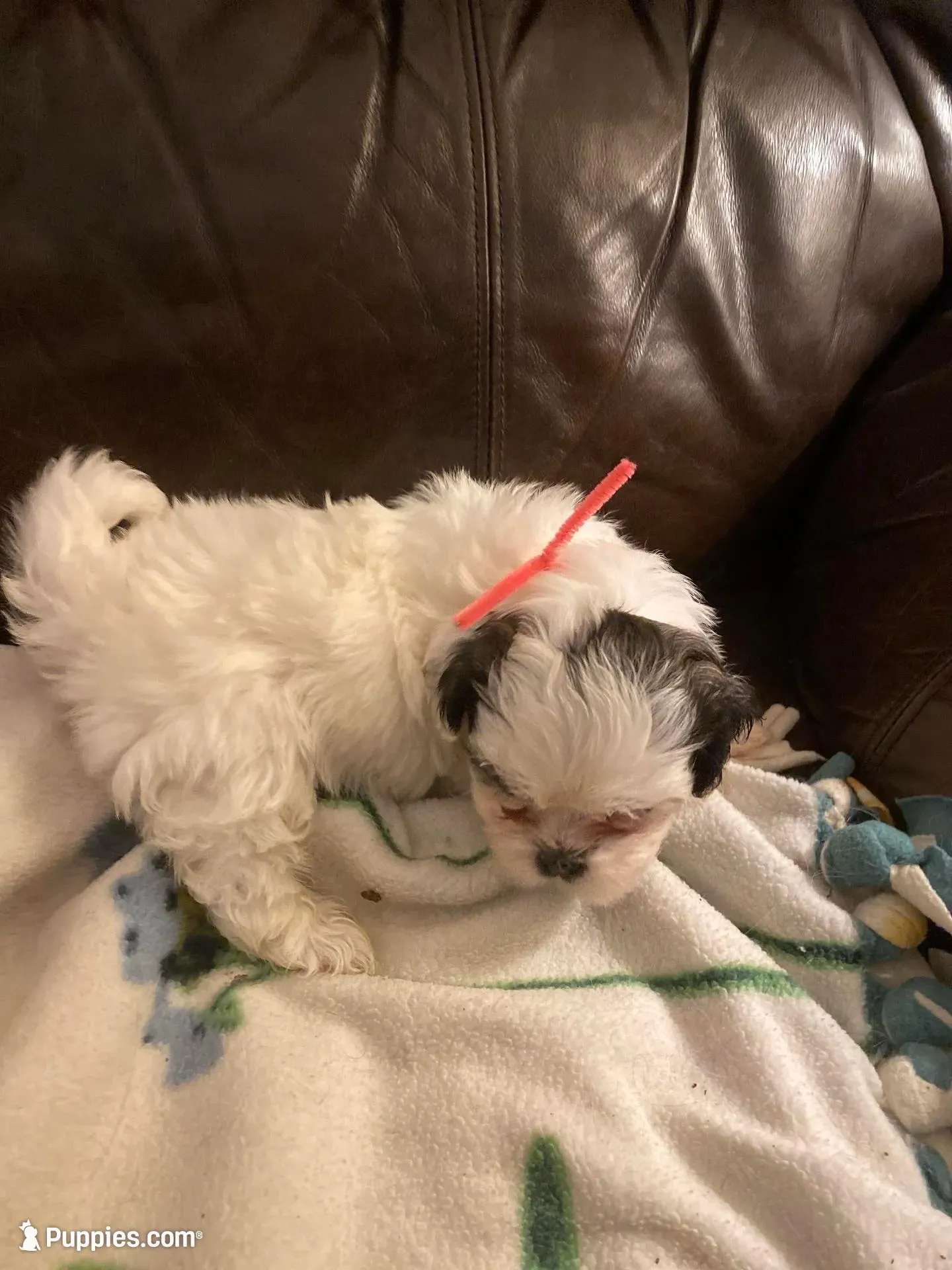 Boy pink one, a male Shih Tzu for sale in Mitchell, IN – Photo 3 of 5