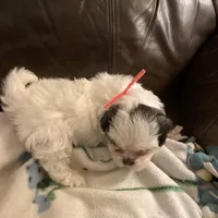 Boy pink one, a male Shih Tzu for sale in Mitchell, IN – Photo 3 of 5