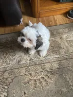 Boy pink one, a male Shih Tzu for sale in Mitchell, IN – Photo 5 of 5