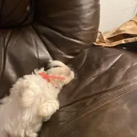 Boy pink one, a male Shih Tzu for sale in Mitchell, IN – Photo 5 of 5