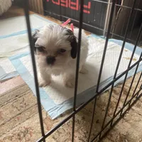 Boy pink one, a male Shih Tzu for sale in Mitchell, IN – Photo 1 of 5