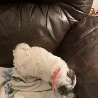 Boy pink one, a male Shih Tzu for sale in Mitchell, IN – Photo 4 of 5