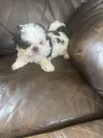 Little boy red, a male Shih Tzu for sale in Mitchell, IN – Photo 4 of 5