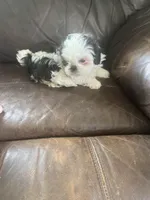 Little boy red, a male Shih Tzu for sale in Mitchell, IN – Photo 3 of 5