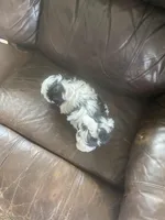 Little boy red, a male Shih Tzu for sale in Mitchell, IN – Photo 5 of 5