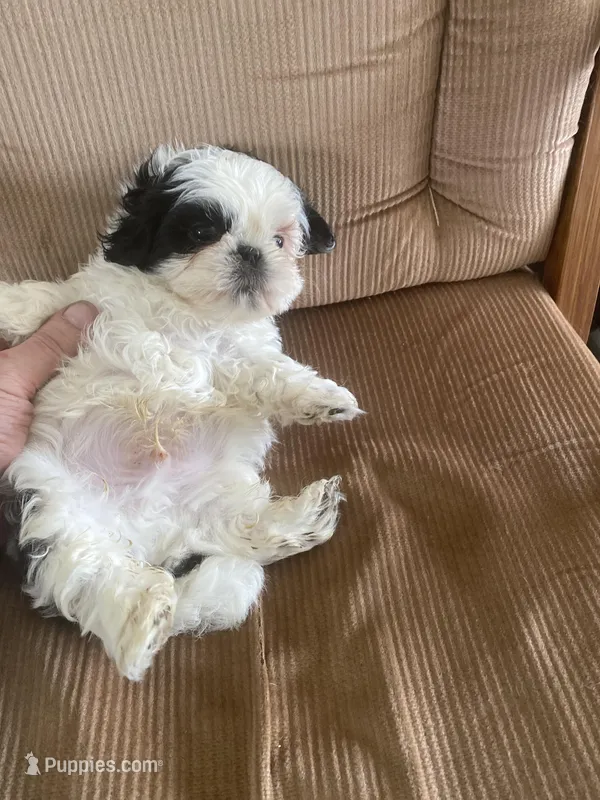 Little boy red – Shih Tzu puppy for sale in Mitchell, IN