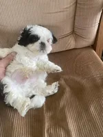 Little boy red, a male Shih Tzu for sale in Mitchell, IN – Photo 1 of 5