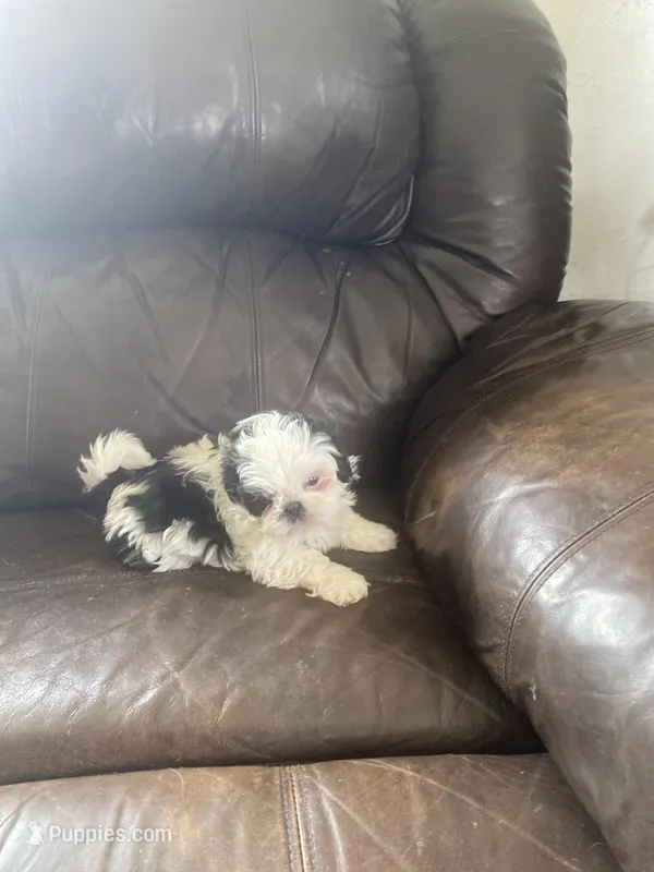 Little boy red – Shih Tzu puppy for sale in Mitchell, IN