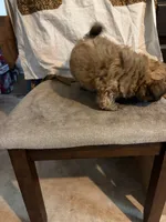 Light brown one, a male Shih Tzu for sale in Mitchell, IN – 7 of 7