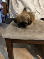 Light brown one, a male Shih Tzu for sale in Mitchell, IN – 2 of 7