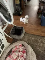 Teddy, a male Shih Tzu for sale in Mitchell, IN – 3 of 10