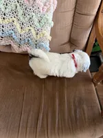 Red one, a male Shih Tzu for sale in Mitchell, IN – 4 of 6