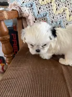 Red one, a male Shih Tzu for sale in Mitchell, IN – 6 of 6