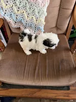 Yellow one, a male Shih Tzu for sale in Mitchell, IN – 6 of 6