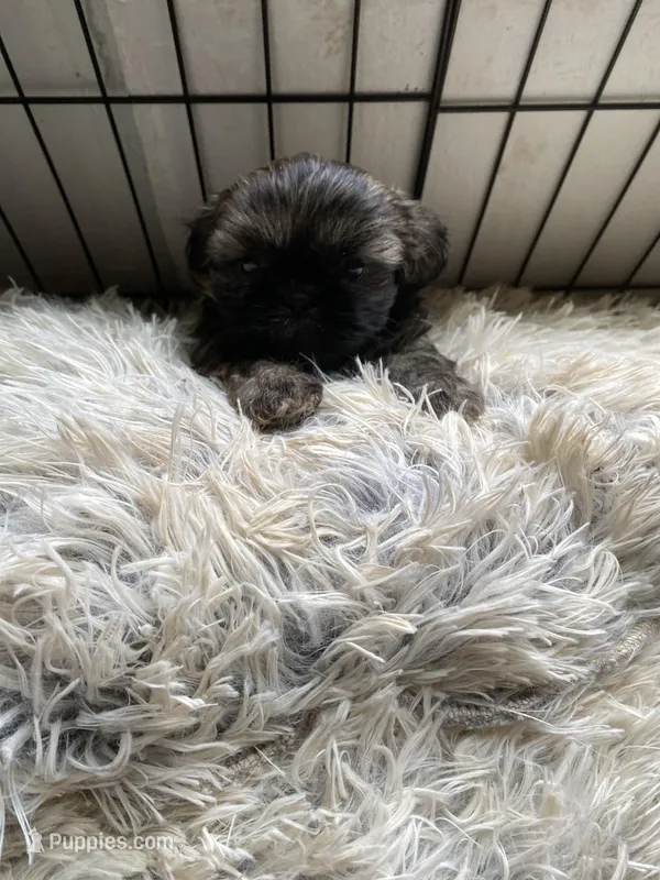 Brown little girl, a female Shih Tzu for sale in Mitchell, IN – Photo 1 of 6