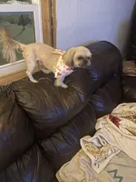 Brown little girl, a female Shih Tzu for sale in Mitchell, IN – Photo 6 of 6