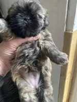 Brown little girl, a female Shih Tzu for sale in Mitchell, IN – Photo 3 of 6