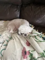 Brown little girl, a female Shih Tzu for sale in Mitchell, IN – Photo 5 of 6