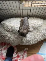 Brown little girl, a female Shih Tzu for sale in Mitchell, IN – Photo 2 of 6