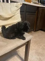 Lily, a female Shih Tzu for sale in Mitchell, IN – Photo 7 of 7