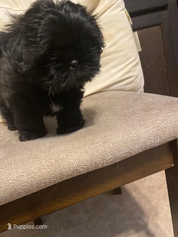 Lily, a female Shih Tzu for sale in Mitchell, IN – Photo 1 of 7