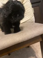 Lily, a female Shih Tzu for sale in Mitchell, IN – Photo 1 of 7