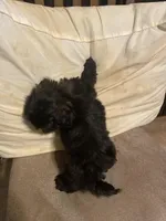 Lily, a female Shih Tzu for sale in Mitchell, IN – Photo 3 of 7