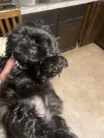 Lily, a female Shih Tzu for sale in Mitchell, IN – Photo 5 of 7