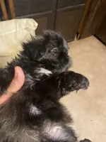 Lily, a female Shih Tzu for sale in Mitchell, IN – Photo 4 of 7