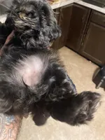 Lily, a female Shih Tzu for sale in Mitchell, IN – Photo 6 of 7