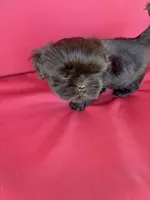 Black one, a female Shih Tzu for sale in Mitchell, IN – 2 of 4