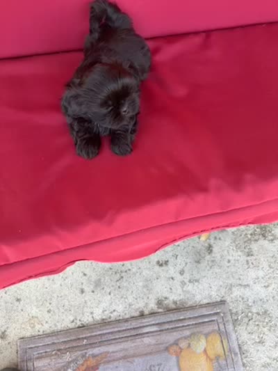 Black one, a female Shih Tzu for sale in Mitchell, IN – 4 of 4