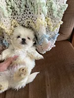 Black one, a male Shih Tzu for sale in Mitchell, IN – 2 of 5