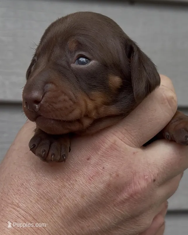 Beige collar – Miniature Dachshund puppy for sale in Ocala, FL