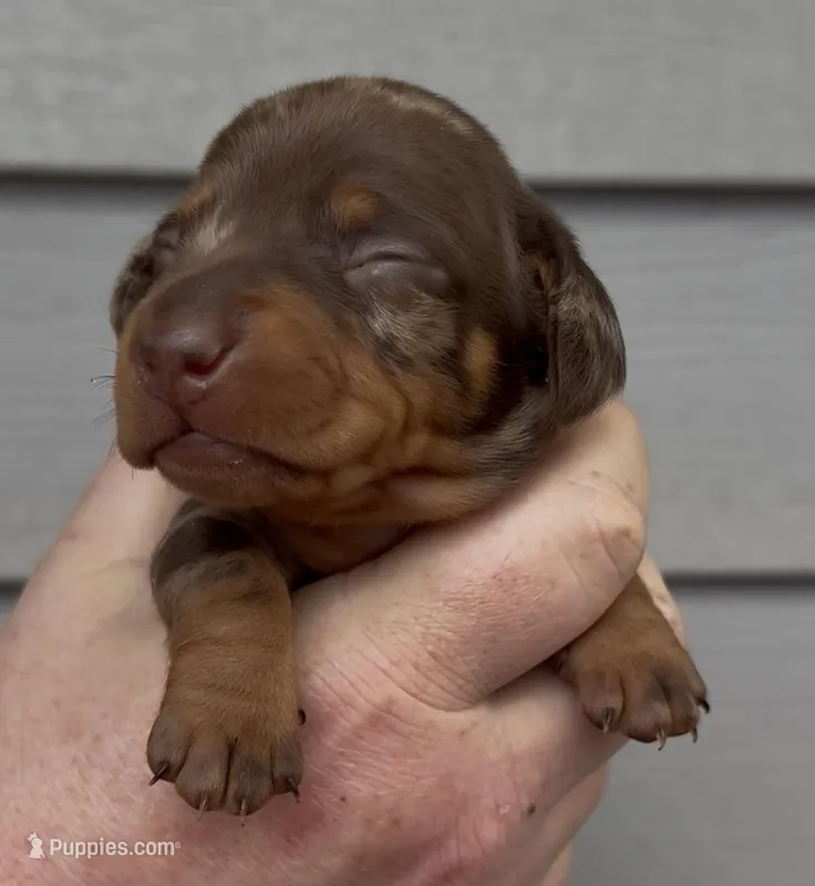 Lime – Miniature Dachshund puppy for sale in Ocala, FL
