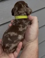 Lime, a male Miniature Dachshund for sale in Ocala, FL – Photo 2 of 2